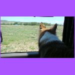 Belle Watching Prairie Dogs.jpg